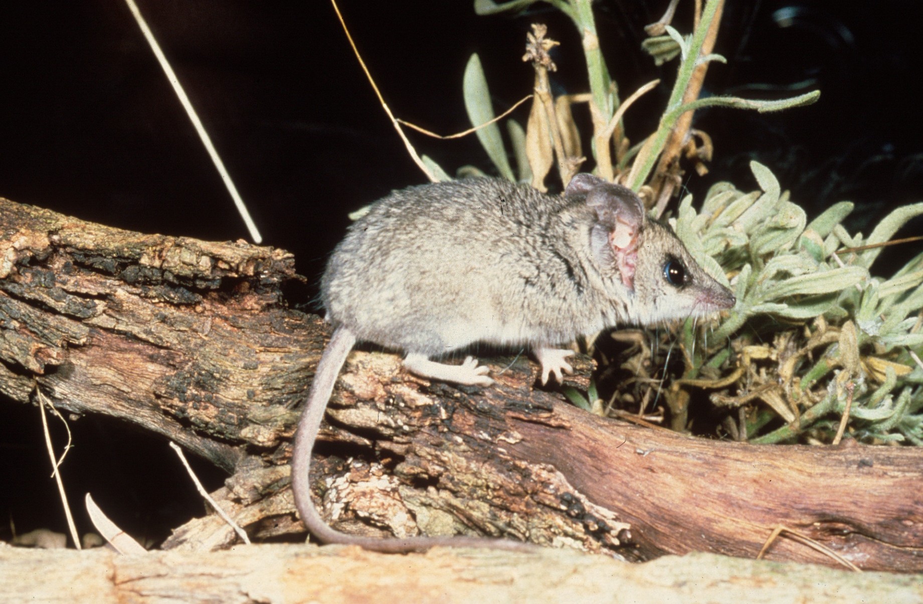 Sminthopsis ooldea WA Museum Collections